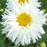 Ромашка Крейзі Дейзі /300 насінин/ *Benary*