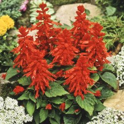 Сальвія Піколо червона (red) /5 г/ *Hem Zaden*