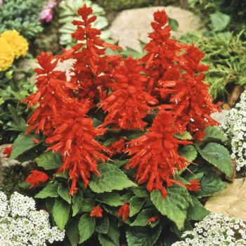 Сальвия Пиколо красная (red) /5 г/ *Hem Zaden*