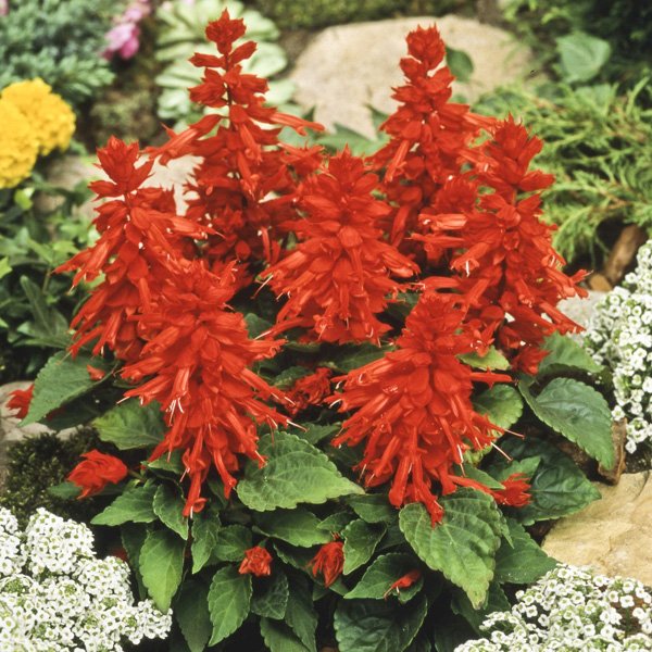 Насіння сальвії Піколо червона (red) /5 г/ *Hem Zaden*