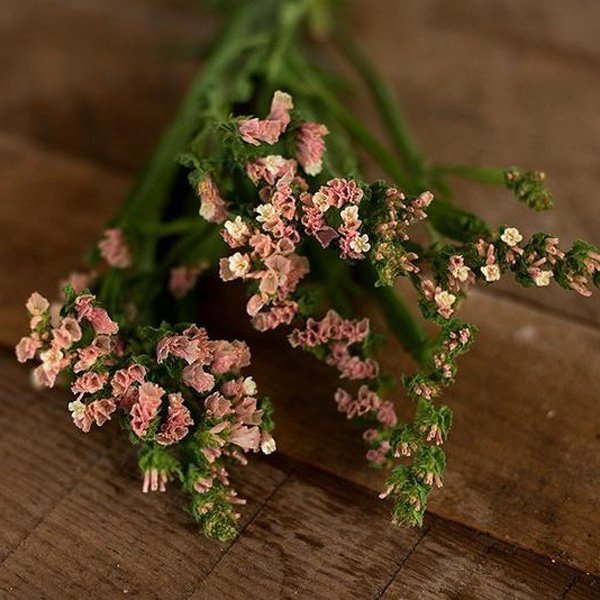 Насіння кермека Абрикосовий /10 г/ *Hem Zaden*