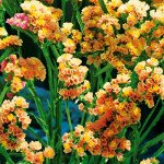 Кермек Абрикосовый /10 г/ *Hem Zaden*