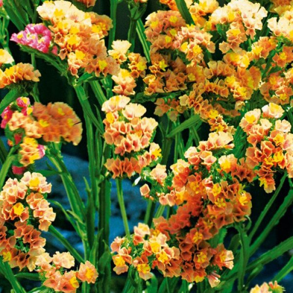 Насіння кермека Абрикосовий /10 г/ *Hem Zaden*