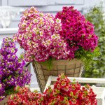 Схизантус Атлантис F1 смесь /50 семян/ *Syngenta*