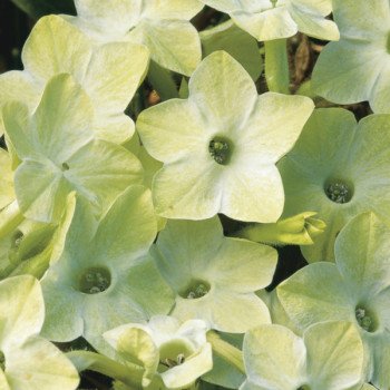 Табак Саратога F1 лайм (lime) /200 семян (драже)/ *Syngenta*