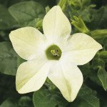 Тютюн Саратога F1 лайм (lime) /200 насінин (драже)/ *Syngenta*