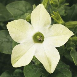 Табак Саратога F1 лайм (lime) /200 семян (драже)/ *Syngenta*