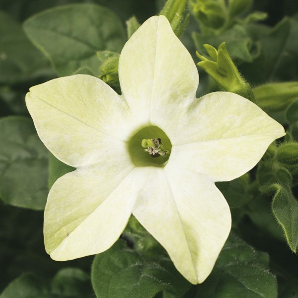 Насіння тютюну Саратога F1 лайм (lime) /200 насінин (драже)/ *Syngenta*