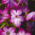 Табак Саратога F1 пурпурный биколор (purple bicolor) /200 семян (драже)/ *Syngenta*