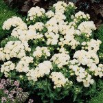 Флокс Промис белый (white) /100 семян/ *Pan American*