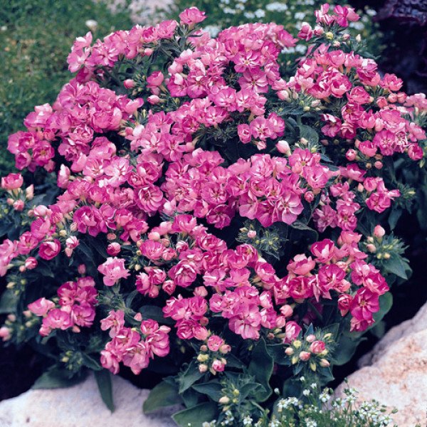 Семена флокса Промис лиловый (lilac) /100 семян/ *Pan American*