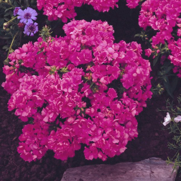 Насіння флоксу Проміс рожевий (pink) /100 насінин/ *Pan American*