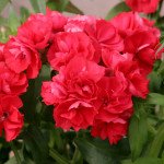 Флокс Промис скарлет (scarlet) /100 семян/ *Pan American*