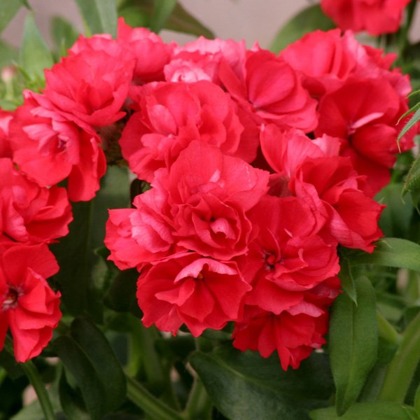 Семена флокса Промис скарлет (scarlet) /100 семян/ *Pan American*