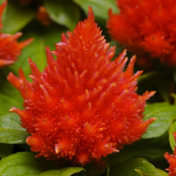 Семена целозии Глориус красная /200 семян/ *Benary*