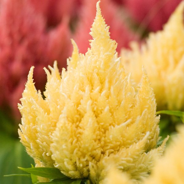 Насіння целозії Айс Крем світло-жовта (light yellow) /200 насінин (драже)/ *Pan American*