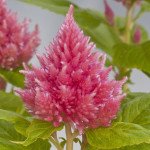 Целозия Глориус пинк /200 семян/ *Benary*