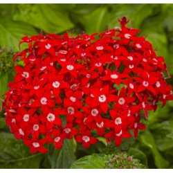 Целозія Нью Лук червона (red) /200 насінин/ *Pan American*