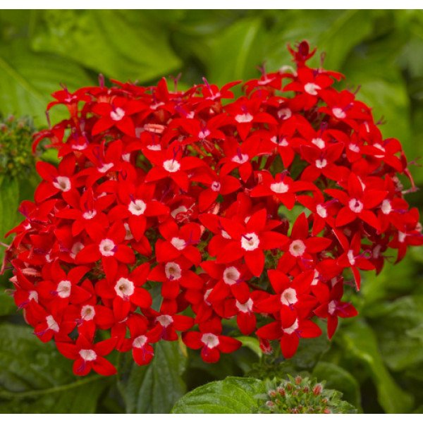 Семена целозии Нью Лук красная (red) /200 семян/ *Pan American*