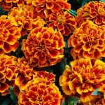 Бархатцы Чика флэйм (flame) /200 семян/ *Hem Genetics*