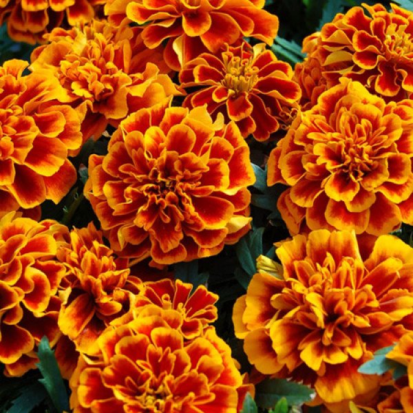 Семена бархатцев Чика флэйм (flame) /200 семян/ *Hem Genetics*