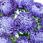 Айстра Сірінга блакитна (blue) /1 г/ *Satimex*