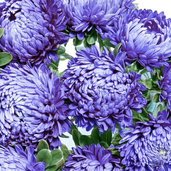 Насіння айстри Сірінга блакитна (blue) /1 г/ *Satimex*