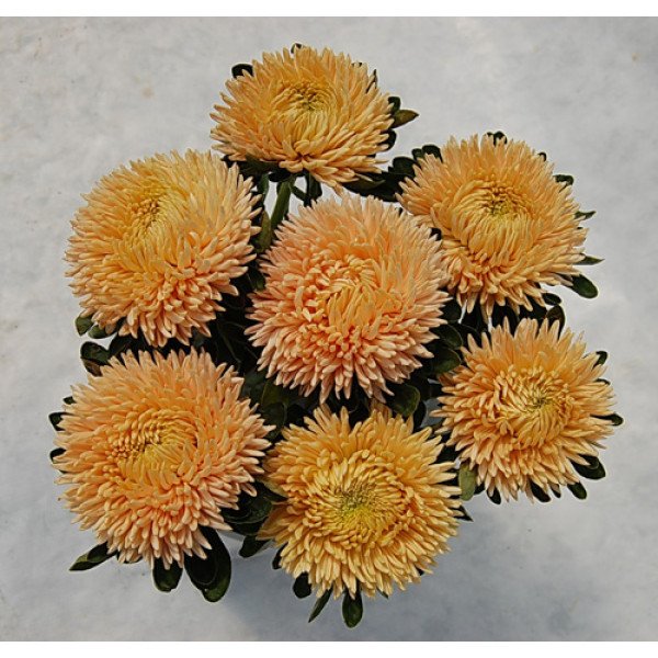 Насіння айстри Сиринга помаранчева /1 грам/ *Satimex*