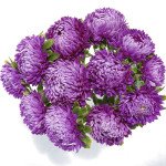 Астра Сиринга фиолетовая (violet) /1 г/ *Satimex*