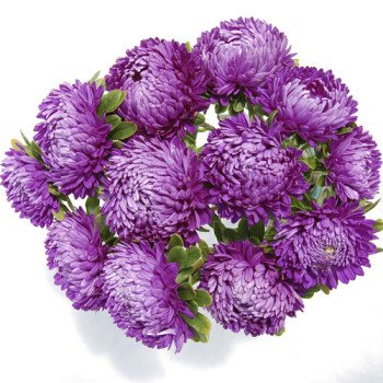 Астра Сиринга фиолетовая (violet) /1 г/ *Satimex*