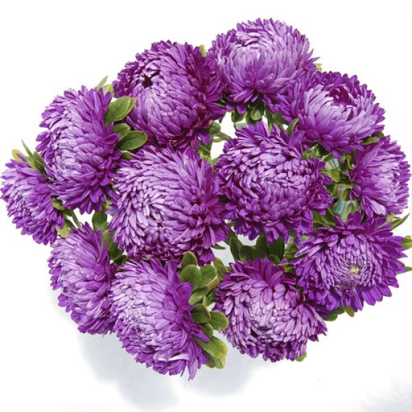 Насіння айстри Сірінга фіолетова (violet) /1 г/ *Satimex*