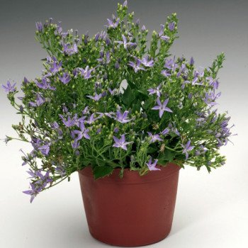 Колокольчик Филигри /200 семян/ *Syngenta*