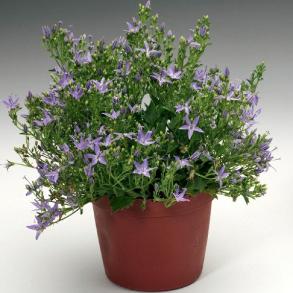 Семена колокольчика Филигри /200 семян/ *Syngenta*