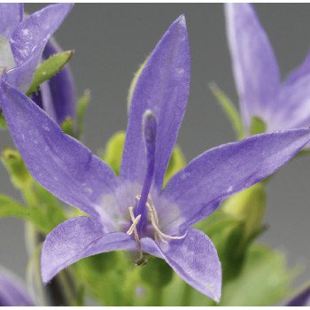 Колокольчик Филигри /200 семян/ *Syngenta*