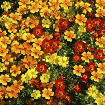 Чорнобривці Палаюча зірка суміш (mix) /5 г/ *Hem Zaden*