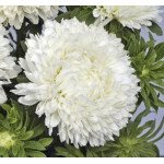 Айстра Балун біла (white) /1 г/ *Satimex*