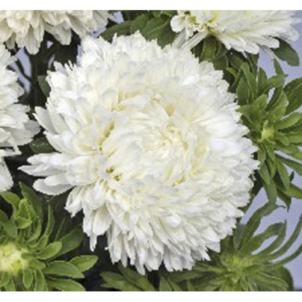 Насіння айстри Балун біла (white) /1 г/ *Satimex*