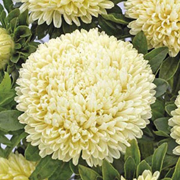 Насіння айстри Балун жовта (yellow) /1 г/ *Satimex*