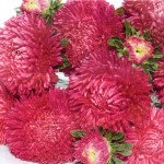 Астра Балун карминовая (carmine) /1 г/ *Satimex*