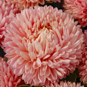 Астра Балун лососевая (salmon) /1 г/ *Satimex*