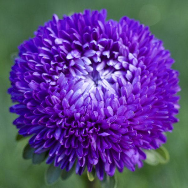 Насіння айстри Балун синя (blue) /1 г/ *Satimex*