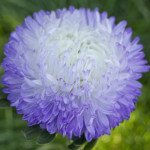 Айстра Балун срібно-синя (silver-blue) /1 г/ *Satimex*