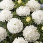 Астра Леди Коралл белая (white) /1 г/ *Satimex*