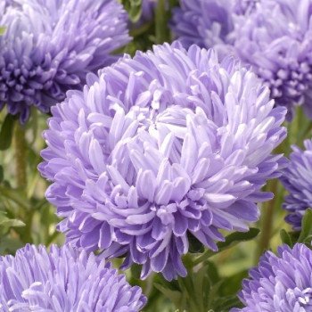 Айстра Леді Корал лайт блу (light blue) /1 г/ *Satimex*