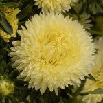 Айстра Леді Корал жовта (yellow) /1 г/ *Satimex*