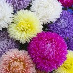 Астра Леди Коралл смесь (mix) /1 г/ *Satimex*