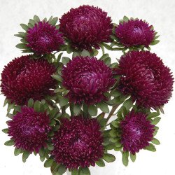 Айстра Сиринга пурпурна /1 грам/ *Satimex*