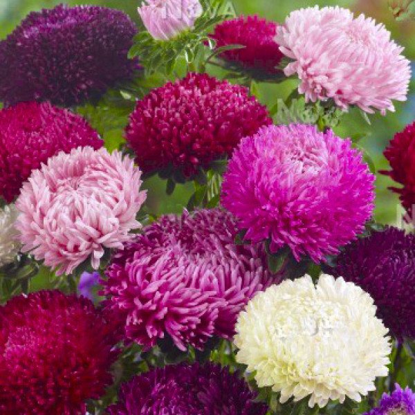 Насіння айстри Сірінга суміш (mix) /1 г/ *Satimex*