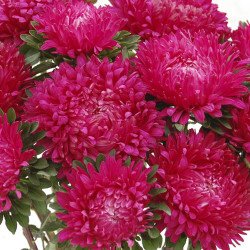 Айстра Сірінга темно-рожева (dark pink) /1 г/ *Satimex*