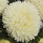 Айстра Б'ютіфул Дей кремова (creamy) /2 г/ *Satimex*